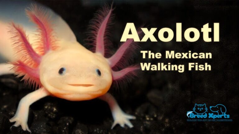 Axolotl A Unique Wonder of the Animal Kingdom