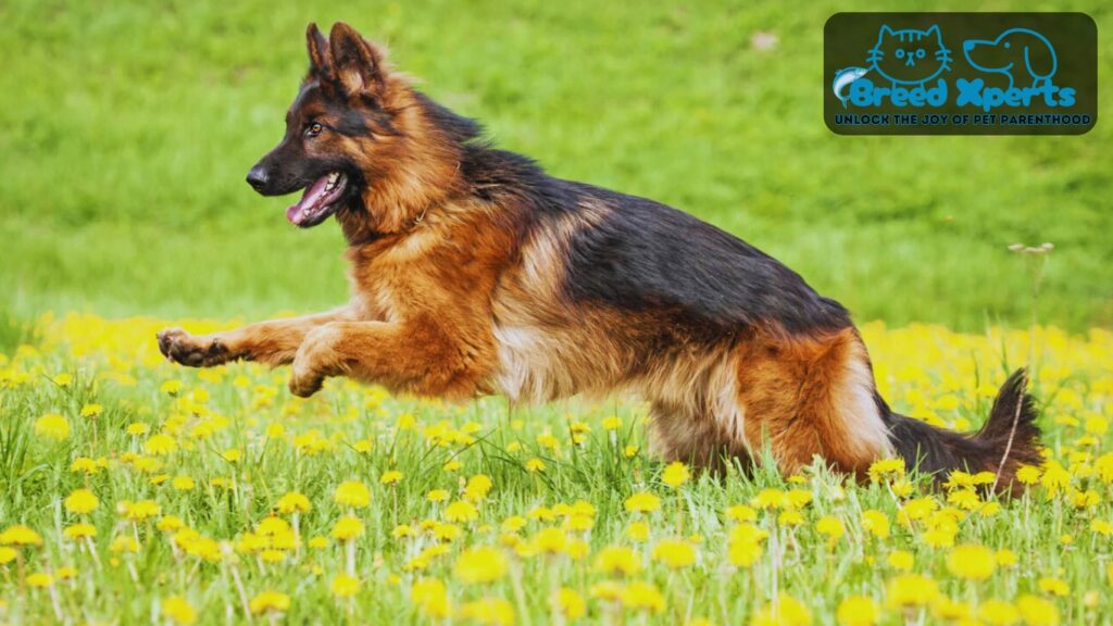 German Shepherd Dog Breed