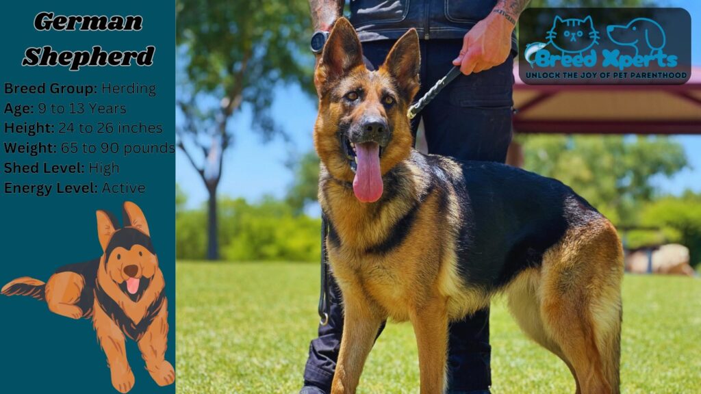 German Shepherd Dog Breed Characteristics & Care