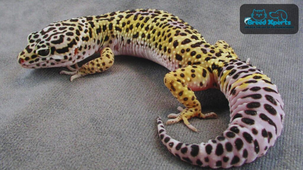 The Ultimate Guide to Leopard Geckos