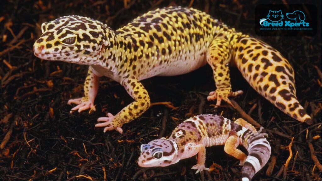 The Ultimate Guide to Leopard Geckos as Pets