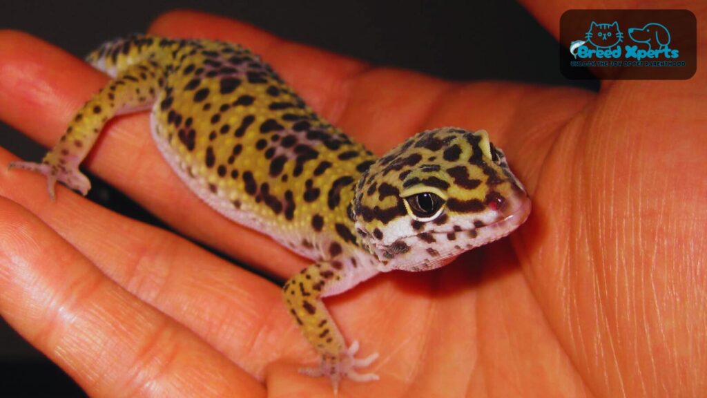 The Ultimate Guide to Leopard Geckos as Pets Care, Feeding