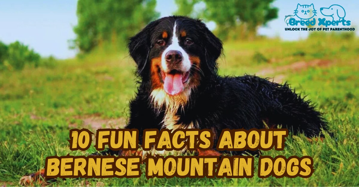 10 Fun Facts About Bernese Mountain Dogs