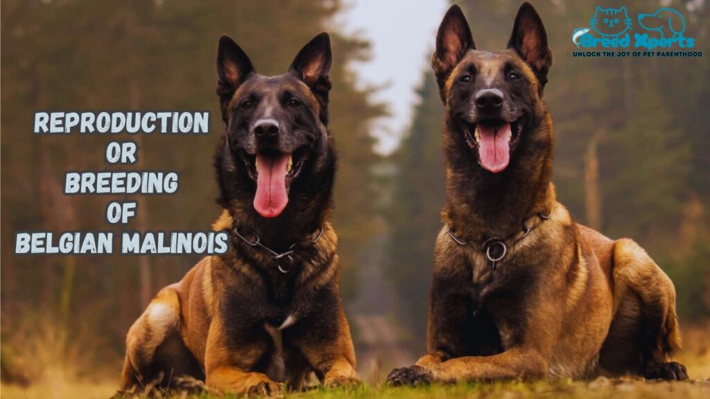 10 Reasons the Belgian Malinois Is the Ultimate Working Dog: (Mal) How Smart Are Belgian Malinois Dogs?