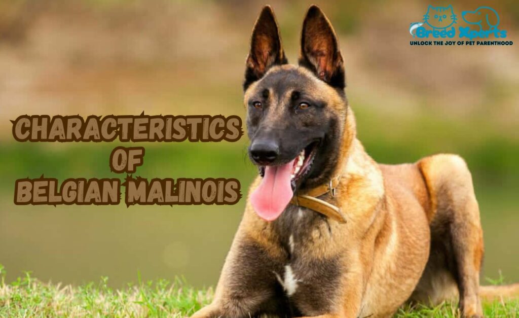 10 Reasons the Belgian Malinois Is the Ultimate Working Dog: (Mal) How Smart Are Belgian Malinois Dogs?