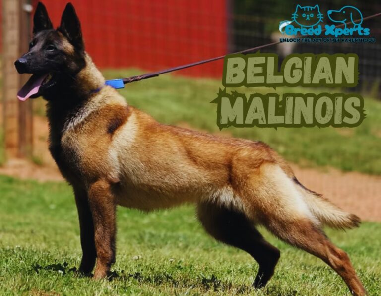 10 Reasons the Belgian Malinois Is the Ultimate Working Dog: (Mal) How Smart Are Belgian Malinois Dogs?