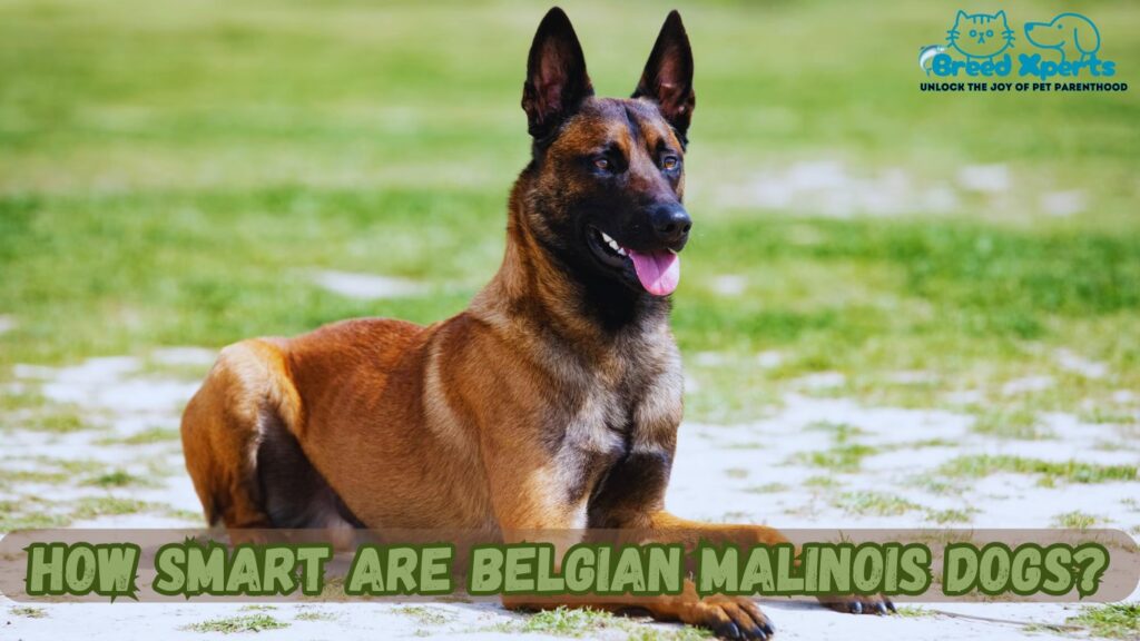 10 Reasons the Belgian Malinois Is the Ultimate Working Dog: (Mal) How Smart Are Belgian Malinois Dogs?