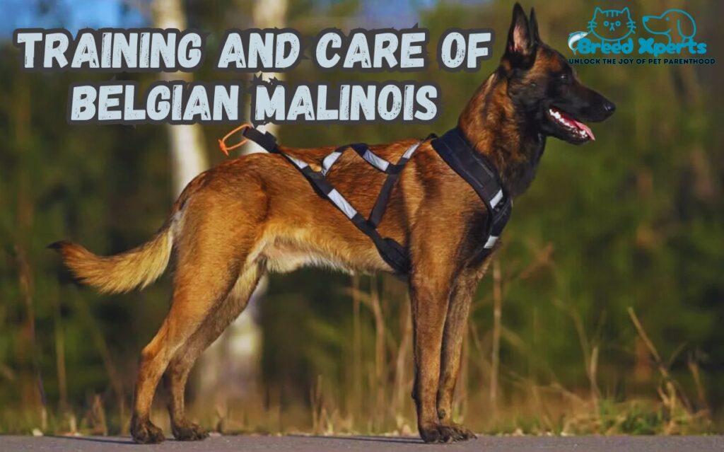 10 Reasons the Belgian Malinois Is the Ultimate Working Dog: (Mal) How Smart Are Belgian Malinois Dogs?