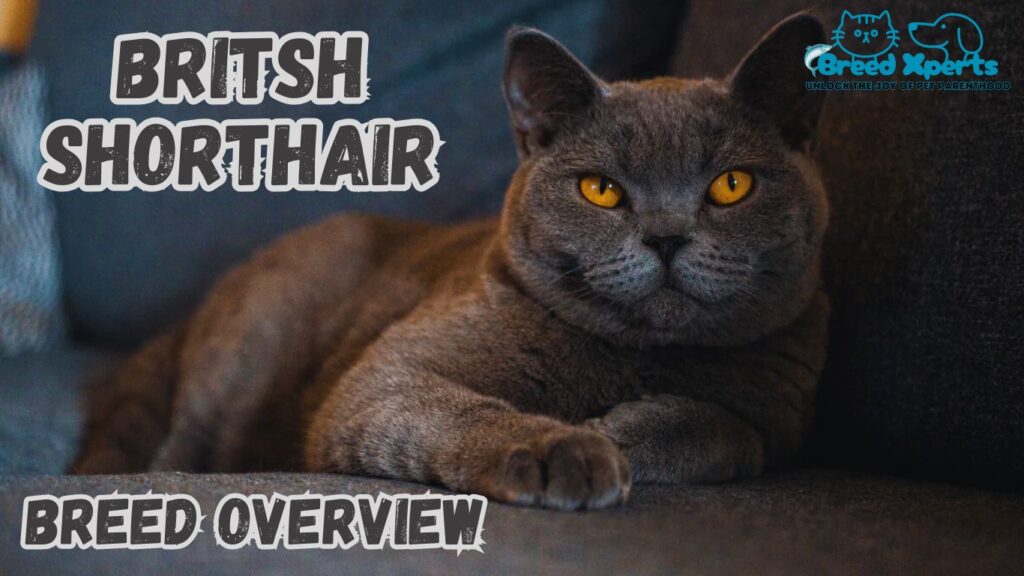 Are British Shorthairs Good? (10 Interesting Facts) Why They’re the Perfect Family Pet