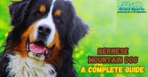 Bernese Mountain Dog