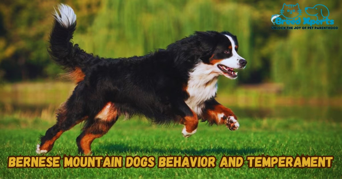 Bernese Mountain Dogs Behavior and Temperament