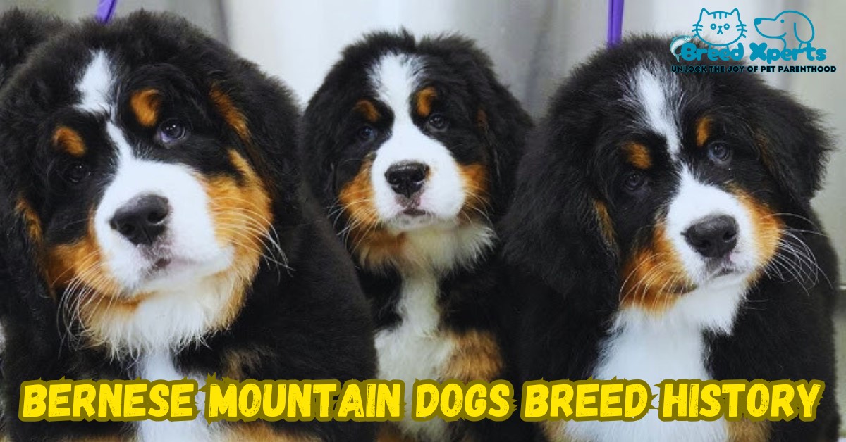 Bernese Mountain Dogs Breed History