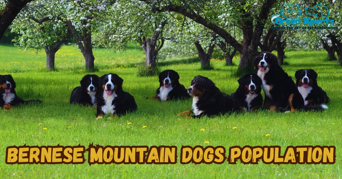 Bernese Mountain Dogs Population