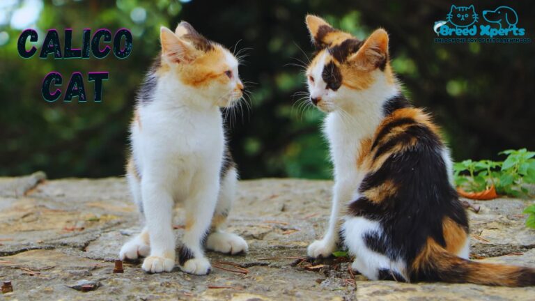 How to Adopt a Calico Cat (Maneki-Neko): 10 Fascinating Facts About Calico Cats You Probably Didn’t Know