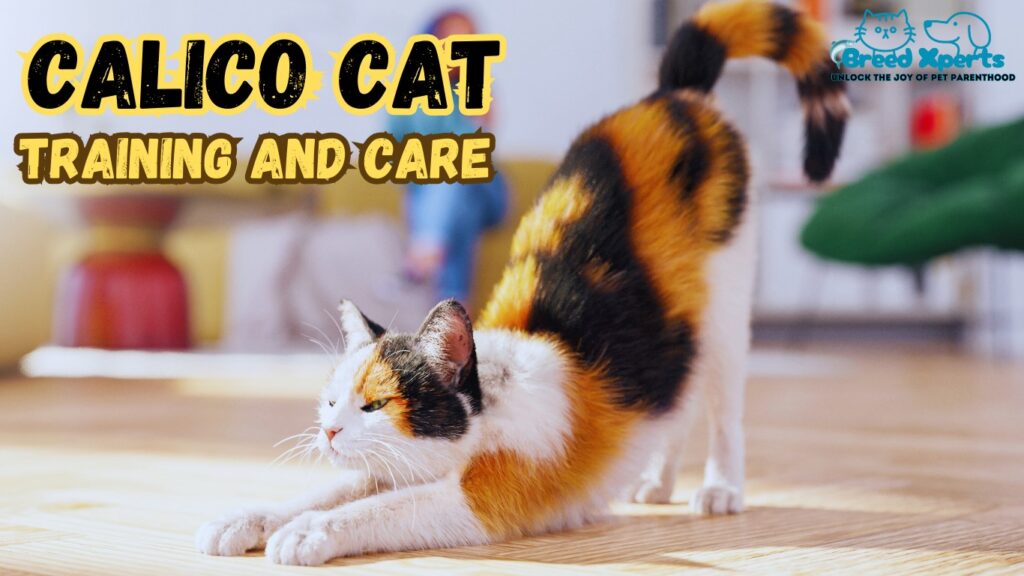 How to Adopt a Calico Cat (Maneki-Neko): 10 Fascinating Facts About Calico Cats You Probably Didn't Know