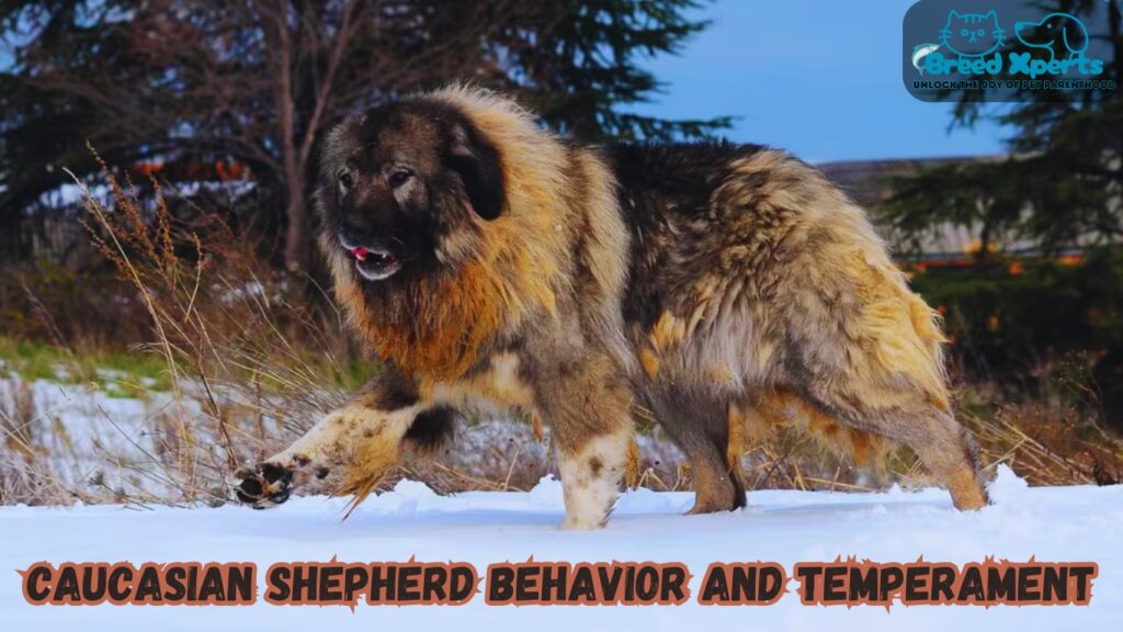 How to Socialize a Caucasian Shepherd: 10 Useful Tips for a Confident, Friendly Dog