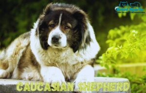 How to Socialize a Caucasian Shepherd: 10 Useful Tips for a Confident, Friendly Dog