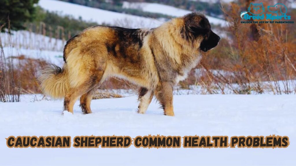 How to Socialize a Caucasian Shepherd: 10 Useful Tips for a Confident, Friendly Dog