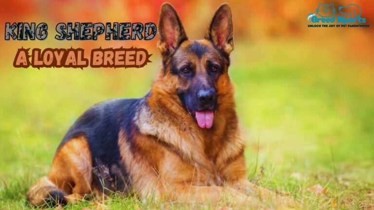 King Shepherd: (Dog Breed) Everything You Should Know Before Adopting a King Shepherd