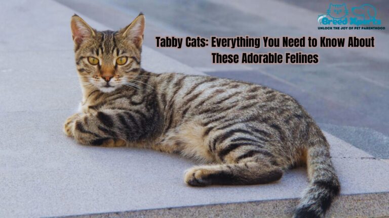 Tabby Cats: Everything You Need to Know About These Adorable Felines