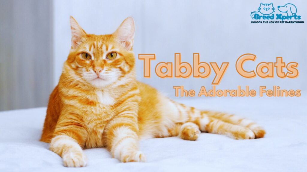 Tabby Cats: Everything You Need to Know About These Adorable Felines