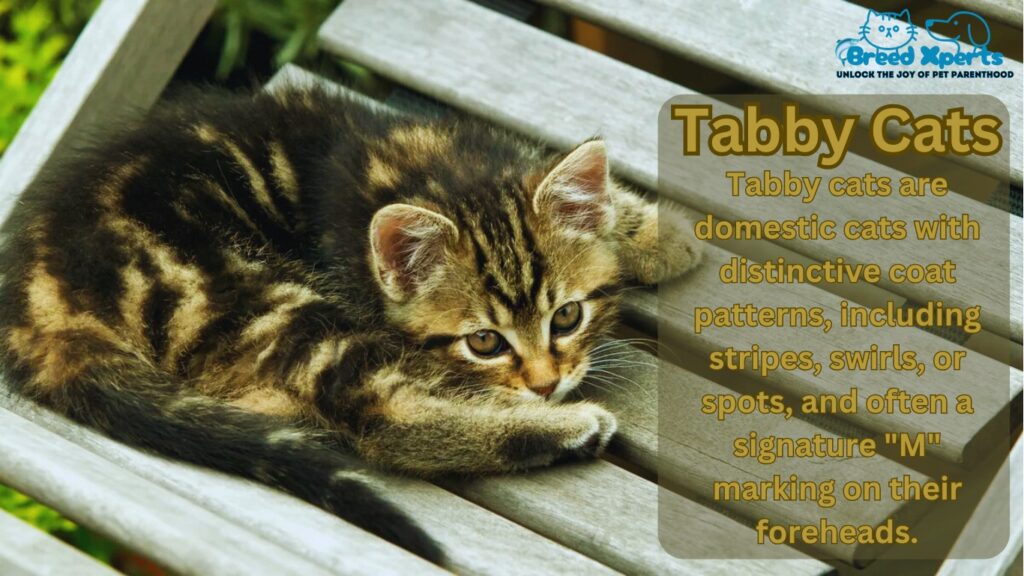 Tabby Cats: Everything You Need to Know About These Adorable Felines