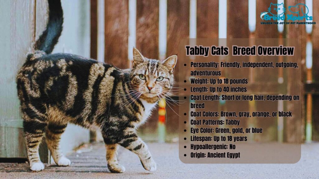 Tabby Cats: Everything You Need to Know About These Adorable Felines
