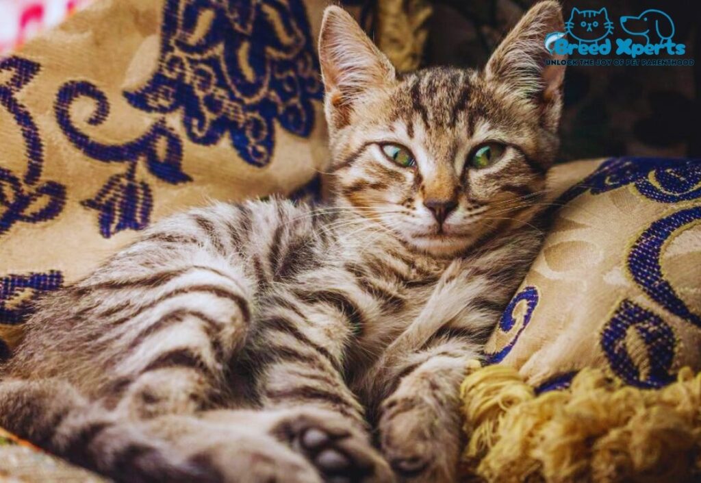 Tabby Cats: Everything You Need to Know About These Adorable Felines