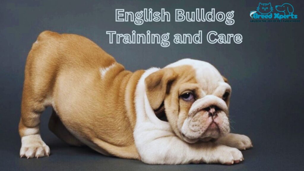 The Ultimate Guide to Caring for Your Bulldog (English Bulldog) Dog Breed Characteristics & More