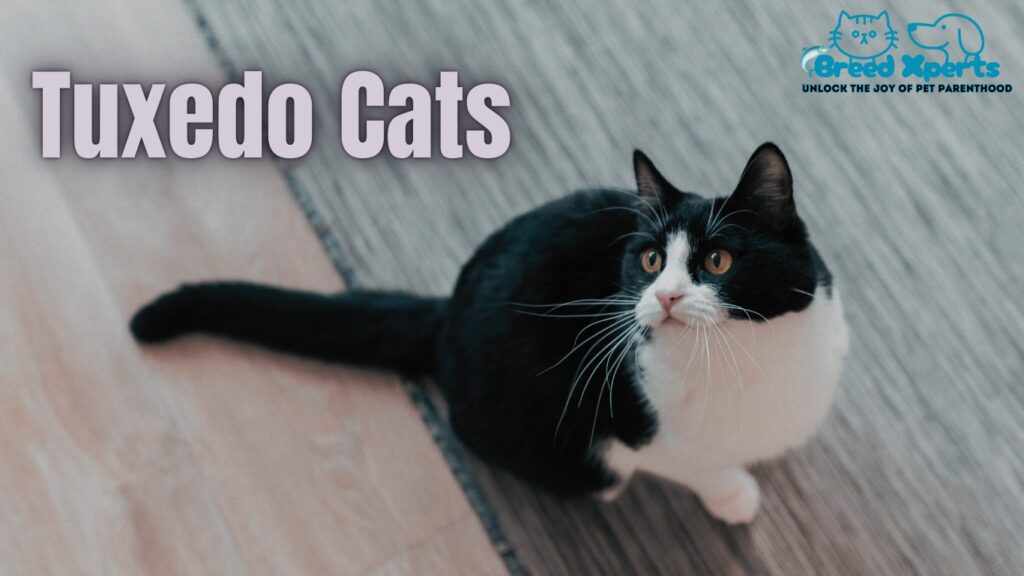 The Ultimate Guide to Tuxedo Cats: Care, Personality, and More (Perfect Blend of Class and Cuteness)