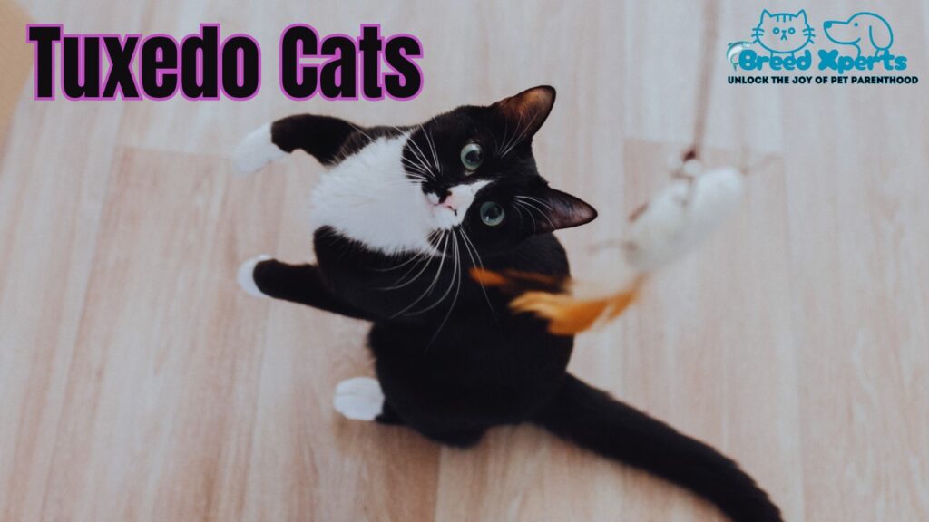 The Ultimate Guide to Tuxedo Cats: Care, Personality, and More (Perfect Blend of Class and Cuteness)