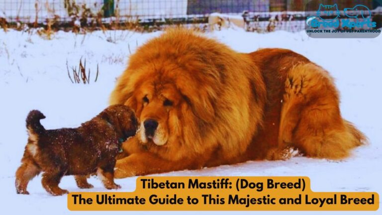 Tibetan Mastiff: (Dog Breed) The Ultimate Guide to This Majestic and Loyal Breed