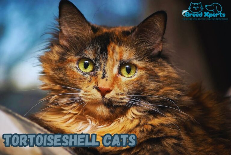 Top 10 Reasons to Love Tortoiseshell Cats: (Cat Breed) Superstitions Explained