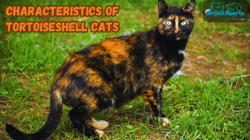 Top 10 Reasons to Love Tortoiseshell Cats: (Cat Breed) Superstitions Explained