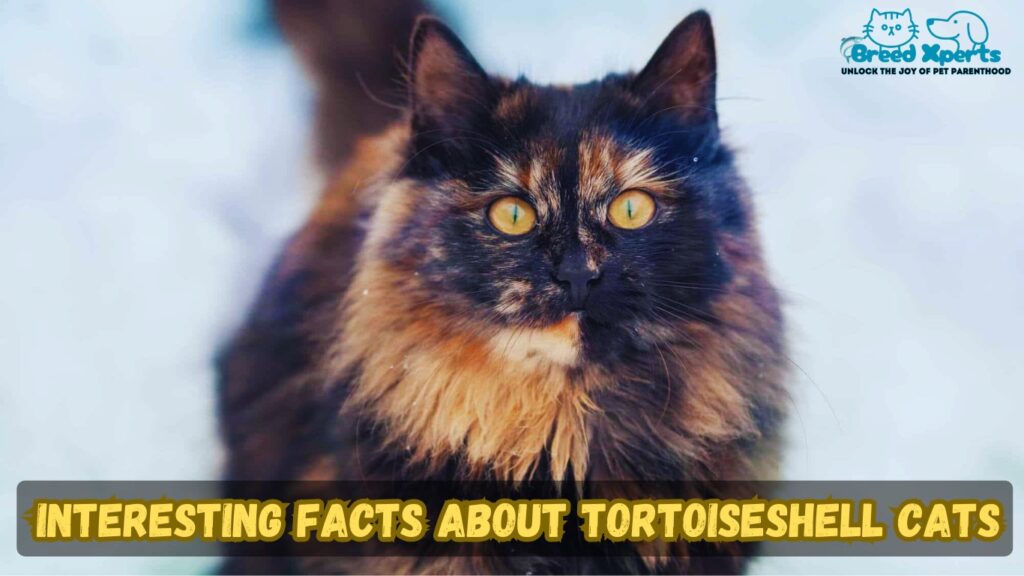 Top 10 Reasons to Love Tortoiseshell Cats: (Cat Breed) Superstitions Explained