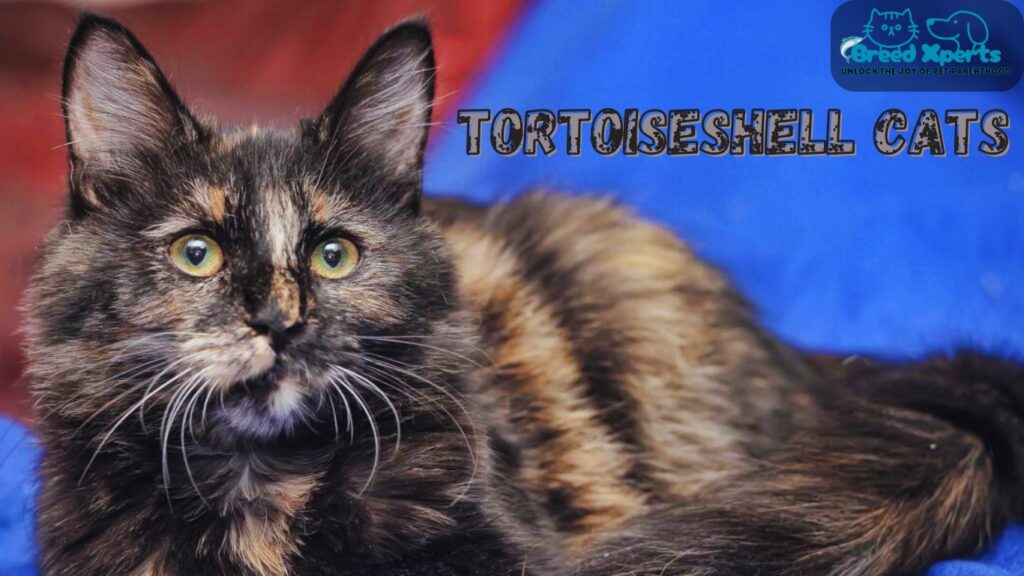 Top 10 Reasons to Love Tortoiseshell Cats: (Cat Breed) Superstitions Explained