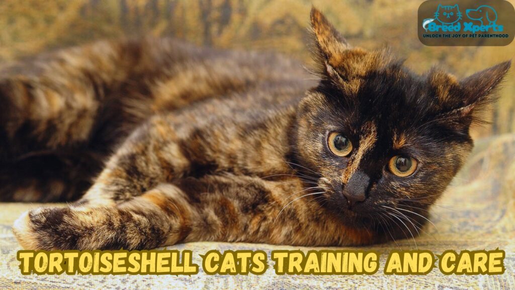 Top 10 Reasons to Love Tortoiseshell Cats: (Cat Breed) Superstitions Explained