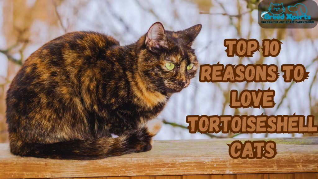 Top 10 Reasons to Love Tortoiseshell Cats: (Cat Breed) Superstitions Explained