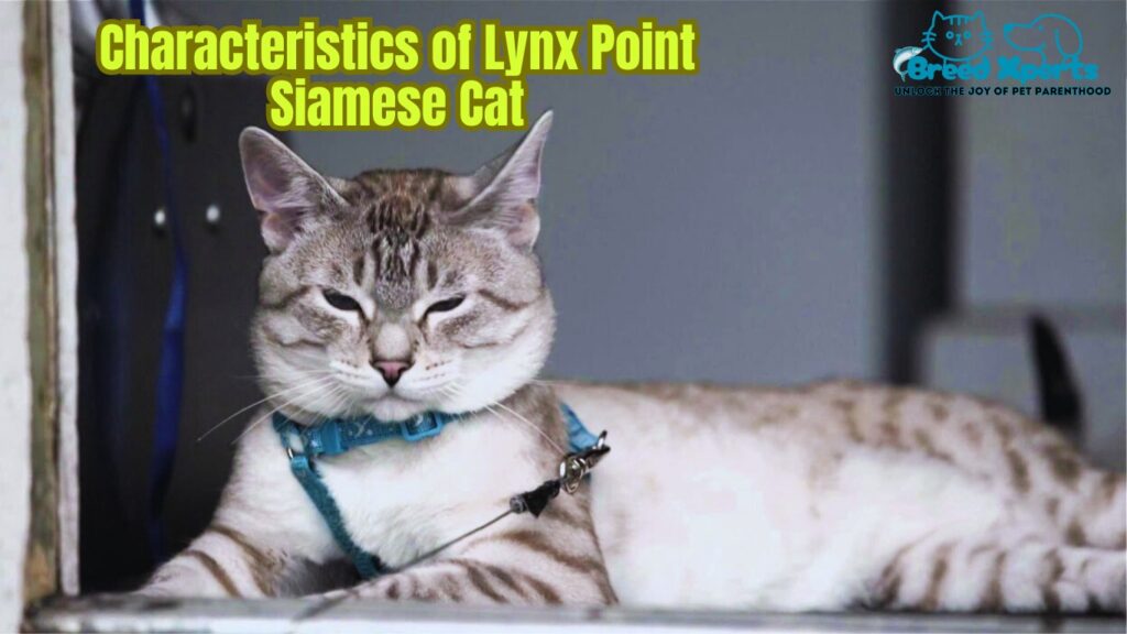 Top 5 Reasons to Adopt a Lynx Point Siamese Cat: What to Expect and How to Raise Them