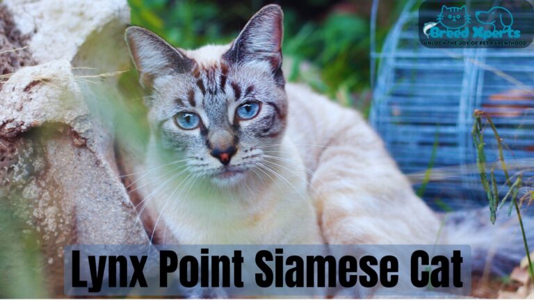 Top 5 Reasons to Adopt a Lynx Point Siamese Cat: What to Expect and How to Raise Them