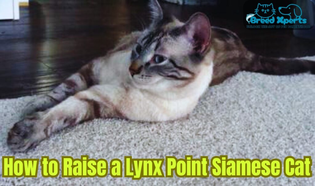 Top 5 Reasons to Adopt a Lynx Point Siamese Cat: What to Expect and How to Raise Them