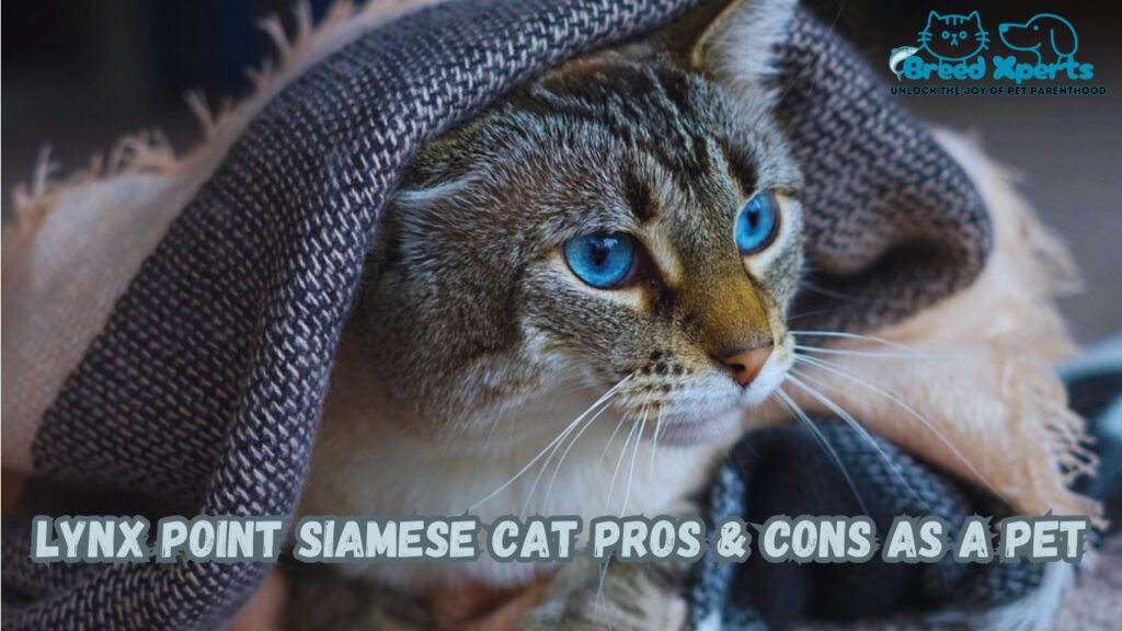 Top 5 Reasons to Adopt a Lynx Point Siamese Cat: What to Expect and How to Raise Them