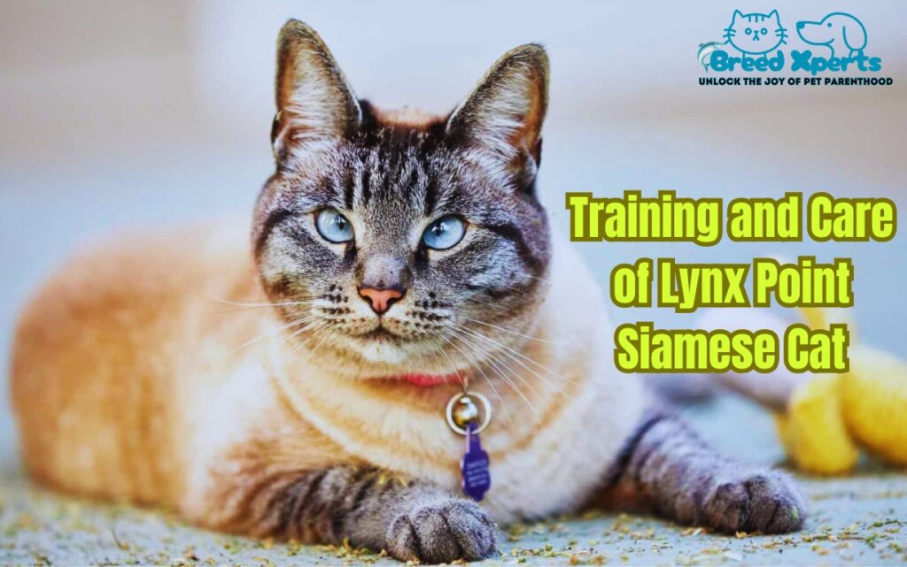 Top 5 Reasons to Adopt a Lynx Point Siamese Cat: What to Expect and How to Raise Them