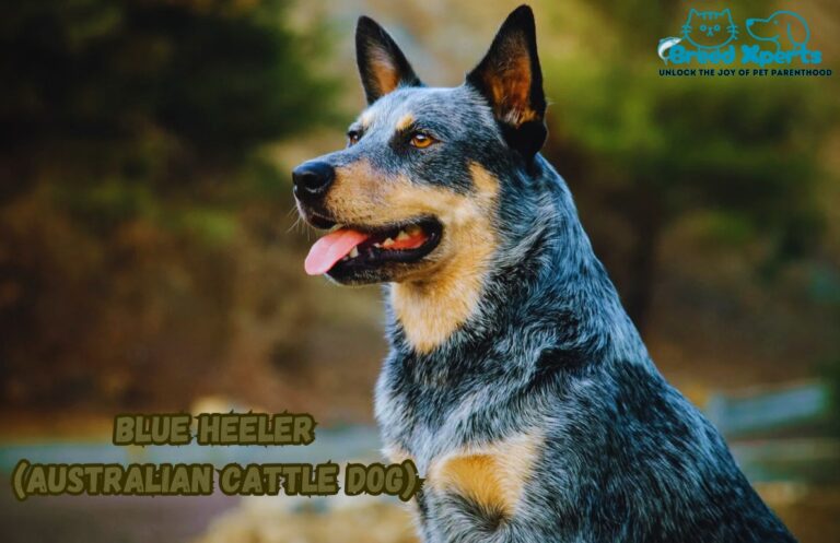 Why Blue Heelers Are the Perfect Pet? (Australian Cattle Dog) 10 Fascinating Facts About This Loyal Breed