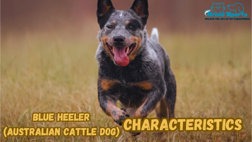 Why Blue Heelers Are the Perfect Pet? (Australian Cattle Dog) 10 Fascinating Facts About This Loyal Breed