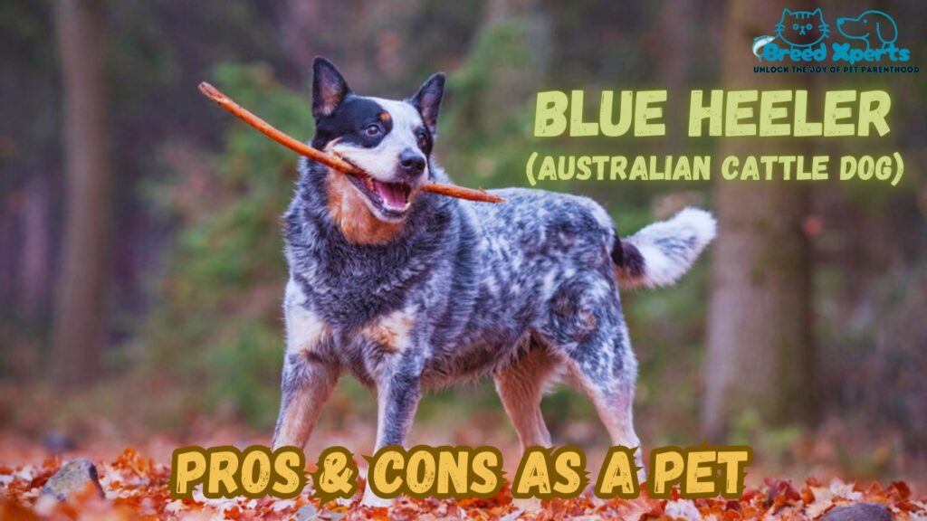 Why Blue Heelers Are the Perfect Pet? (Australian Cattle Dog) 10 Fascinating Facts About This Loyal Breed