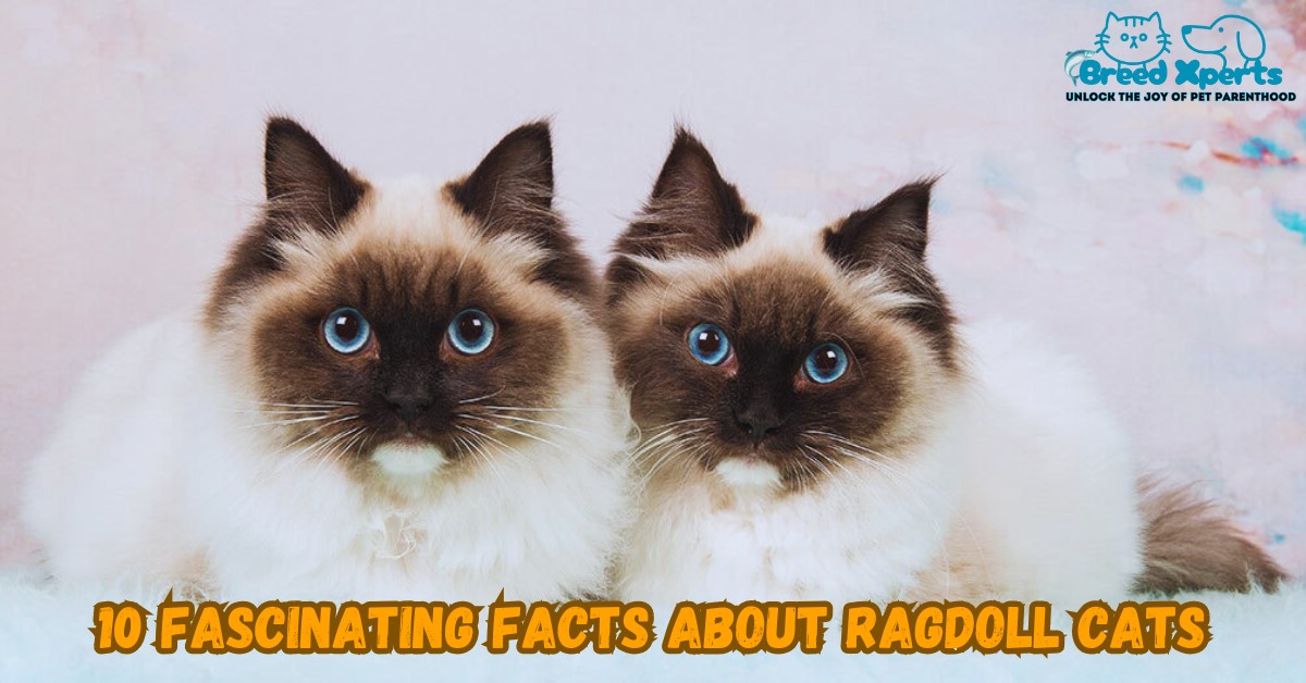 10 Fascinating Facts About Ragdoll Cats