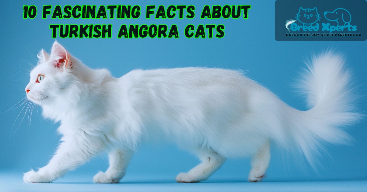 10 Fascinating Facts About Turkish Angora Cats