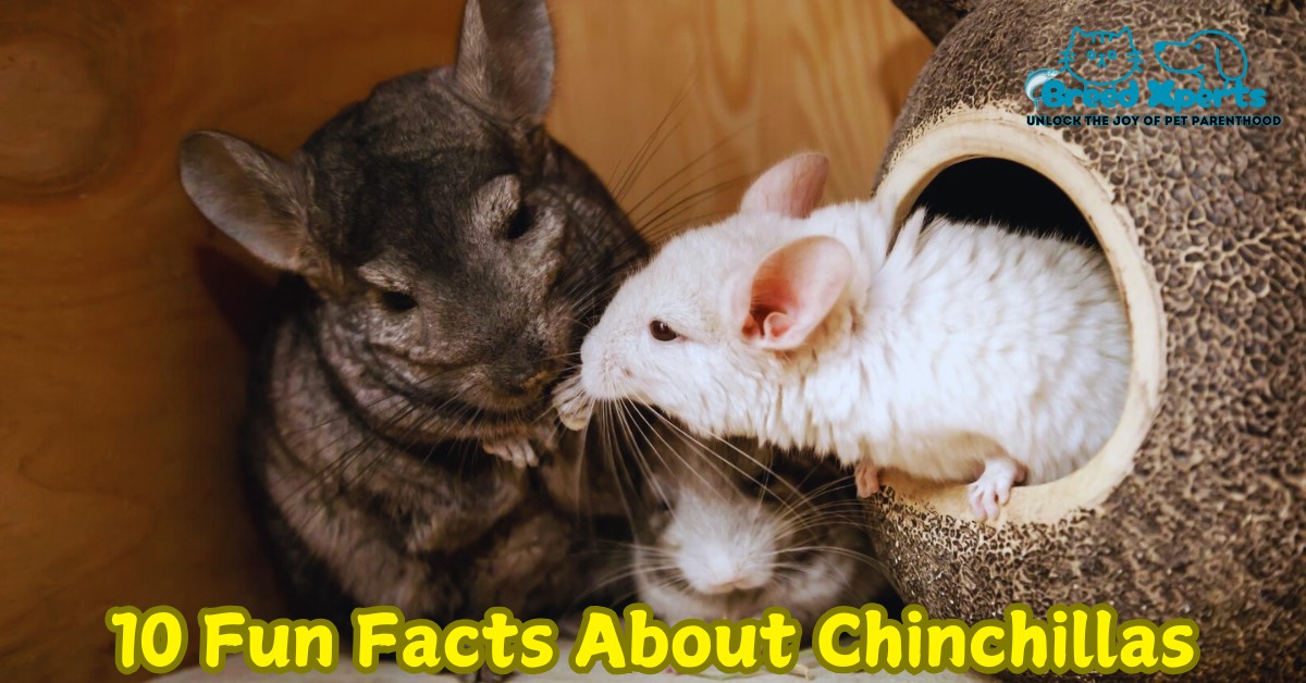 10 Fun Facts About Chinchillas