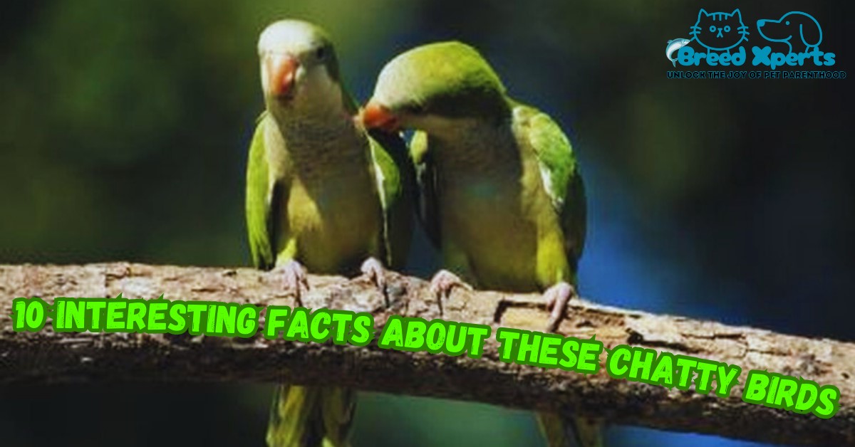 10 Interesting Facts About These Chatty Birds